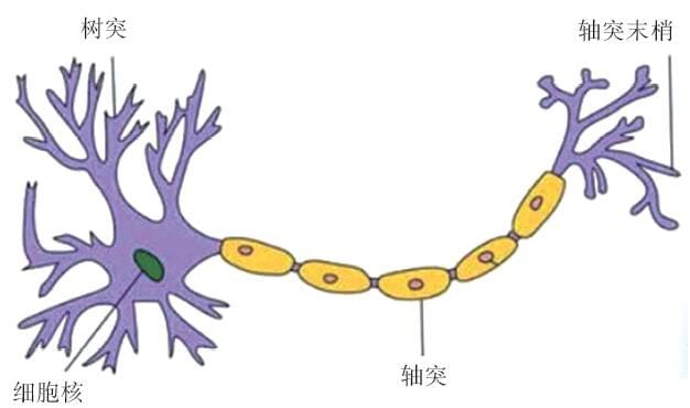 神经元结构图